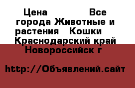 Zolton › Цена ­ 30 000 - Все города Животные и растения » Кошки   . Краснодарский край,Новороссийск г.